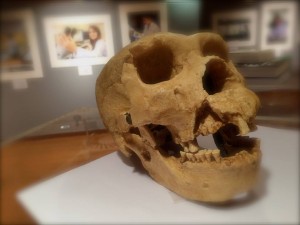 Vitrina de Paleoantropología    